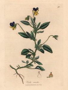 Pensée violette et jaune, Viola tricolor, d
