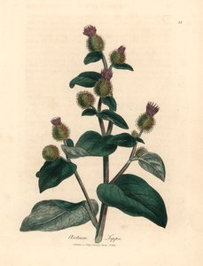 Bardane à fleurs pourpres, Arctium lappa, d