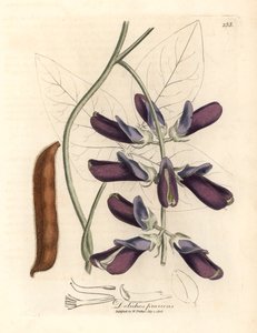 Dolique à fleurs pourpres, Dolichos pruriens, d