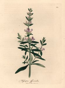 Hysope à fleurs violettes, Hyssopus officinalis, d