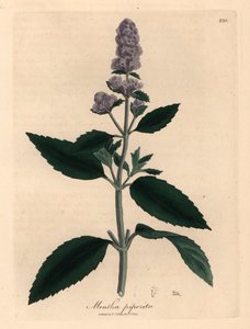 Menthe poivrée à fleurs violettes, Mentha piperita, d