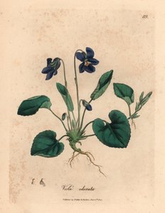 Violette odorante à fleurs violettes, Viola odorata, d