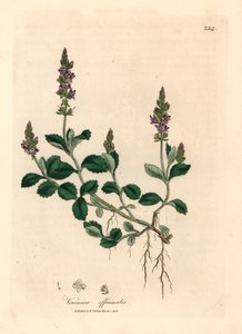 Véronique à fleurs violettes, Veronica officinalis, d
