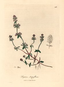 Thym sauvage à fleurs pourpres, Thymus serpyllum, d
