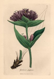 Gentiane pourpre, Gentiana purpurea, d