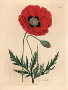 Coquelicot rouge ou pavot des champs, Papaver rhoeas, d