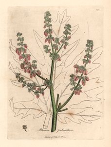 Fleurs et tiges de rhubarbe, contour de feuille, Rheum palmatum, d