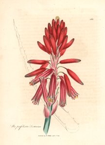 Aloe socotrine, Aloe perfoliata socotorina, d
