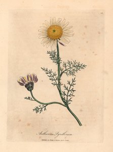 Camomille d