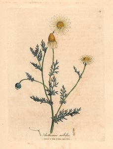 Camomille à fleurs blanches et jaunes, Anthemis nobilis, d