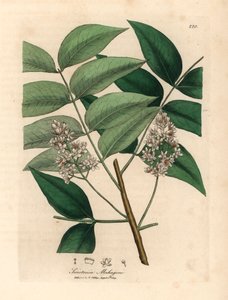 Acajou à fleurs blanches, Swietenia mahogani, d