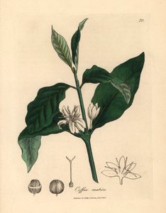 Fleur blanche, feuilles et fève du caféier, Coffea arabica, d