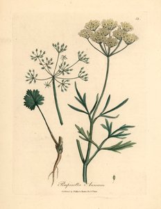 Anis à fleurs blanches, Pimpinella anisum, d