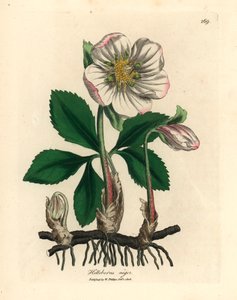 Hellébore noir ou rose de Noël à fleurs blanches, Helleborus niger, d
