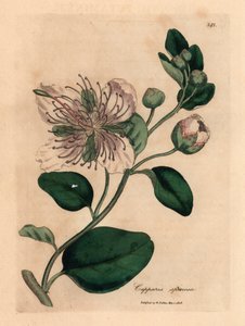 Câprier à fleurs blanches, Capparis spinosa, d