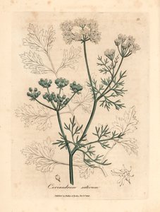 Coriandre à fleurs blanches, Coriandrum sativum, d