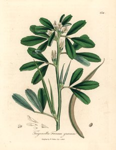 Fenugrec à fleurs blanches avec gousse, Trigonella foenum graecum, d