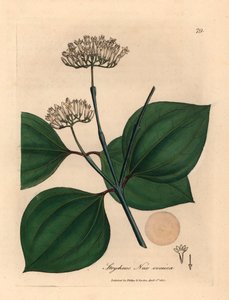 Noix vomique à fleurs blanches, Strychnos nux vomica, d