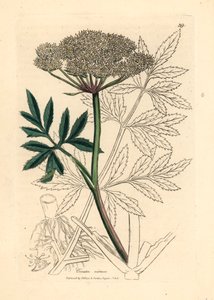 Ciguë aquatique à fleurs blanches, Cicuta virosa, d