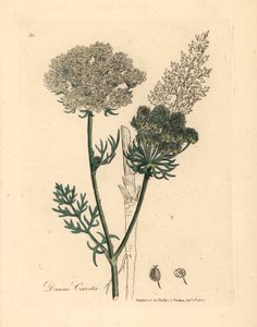 Carotte sauvage à fleurs blanches, Daucus carota, d