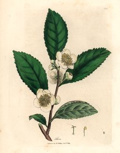 Fleurs blanches et feuilles de thé vert, Thea bohea, Camellia sinensis, d