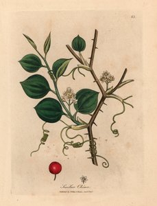 Fleurs blanches, vrilles et baie rouge de la smilax chinoise, d