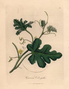 Concombre amer à fleurs jaunes, Cucumis colocynthis, d