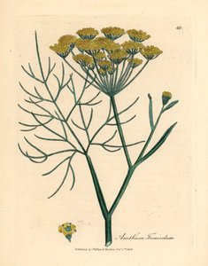 Fenouil à fleurs jaunes, Anethum foeniculum, d