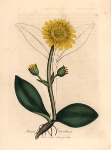 Arnica des montagnes à fleurs jaunes, Arnica montana, d