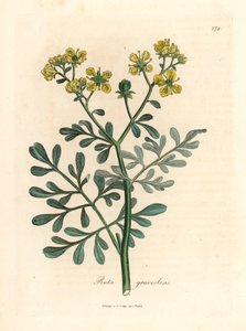 Rue à fleurs jaunes, Ruta graveolens, d