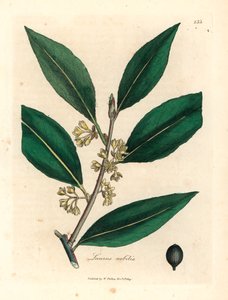 Laurier à fleurs jaunes, Laurus nobilis, d