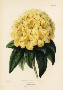 Rhododendron doré, Rhodendron aureum magniflorum - James Andrews
