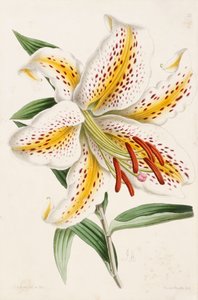 Lys, de « The Floral Magazine », 1861-71