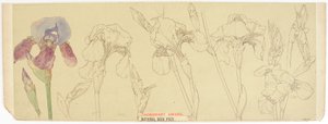 Études botaniques - James Atherton