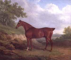 Un pur-sang alezan - James Barenger