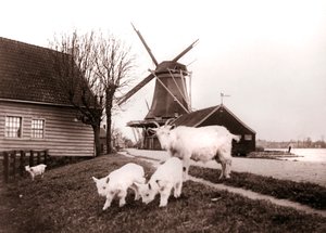 Chèvres, Laandam, Pays-Bas, 1898 - James Batkin