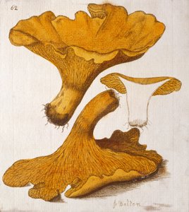 Chanterelle - James Bolton