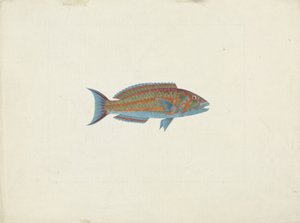 Un poisson, El Hudderi Imbo