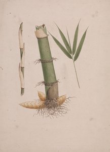 Arundinaria alpina K. Schum. (Bambou africain) : dessin fini de sections de tige et de pousse avec feuilles