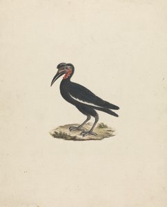 Bocorvus abyssinicus (Bucorve d
