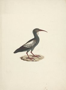 Bostrychia carunculata (Ibis caronculé) - James Bruce