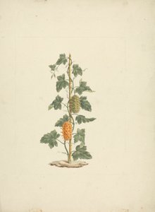 Cucumis metuliferus Naud (Concombre sauvage) : dessin fini - James Bruce