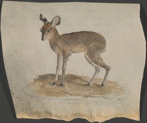 Dik-dik