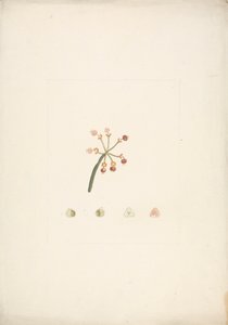 Euphorbia nubica N.E. Br. (Euphorbe nubienne) : dessin fini de la tige florissante et fructifère, avec détails des dissections florales - James Bruce