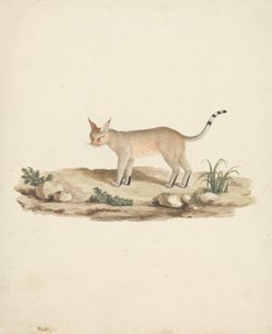 Felis caligata (Lynx botté) - James Bruce