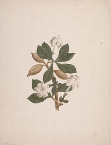 Gardenia ternifolia Schum. & Thonn. (Gardenia sauvage) : dessin fini - James Bruce