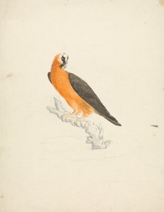 Gypaetus barbatus (Vautour barbu)