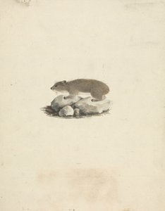 Heterohyrax brucei (Daman des Rochers à Taches Jaunes) - James Bruce
