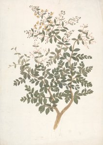 Lawsonia inermis L. (Henné) : dessin fini d