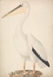 Pelecanus onocrotalus (Grand Pélican Blanc) - James Bruce